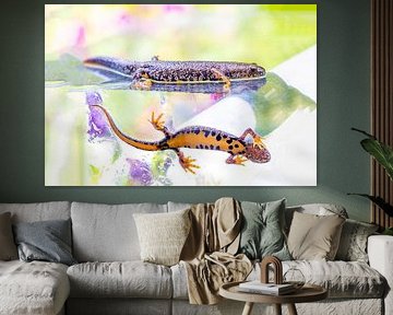Crested newt