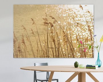 Riet langs het water in het zonlicht van Monique Van der Hul