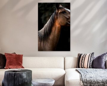 Paard Hals in Warm Avondlicht en Donkere Achtergrond
