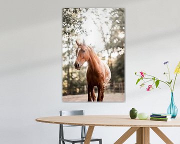 Paard Kijkt Omlaag in Gouden Bokeh van het Bos