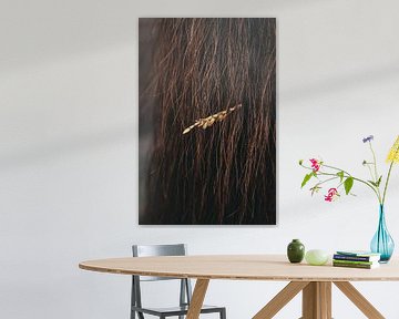 Kunstfotografie eines Pferdeschwanzes mit Maserung von BY Patries