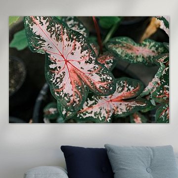 Rosa grüne Pflanze im Gewächshaus des Botanischen Gartens