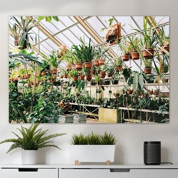 Pflanzen im botanischen Gewächshaus