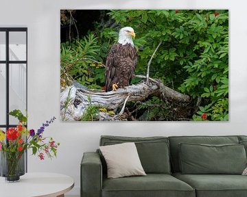 American Bald Eagle by Henk van Dijk