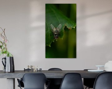 Mouche sur feuille