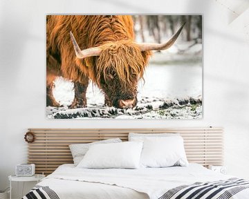 Schotse Hooglander runderen in de sneeuw tijdens de winter van Sjoerd van der Wal Fotografie