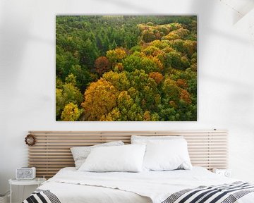 Autumn forest bird's eye view by Sjoerd van der Wal Photography
