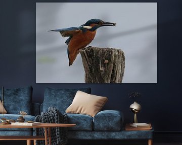 IJsvogel met prooi