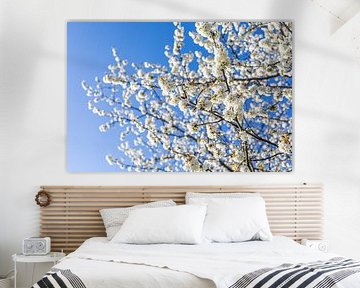 Arbre fruitier en fleurs / Arbre en fleurs au printemps sur Werner Dieterich