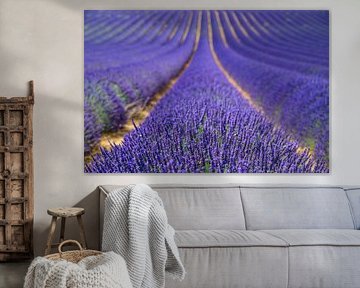 Blühender Lavendel in der Provence an einem Sommertag
