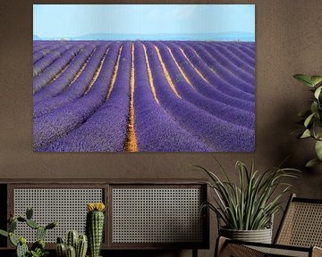 Blühender Lavendel in der Provence an einem Sommertag von Sjoerd van der Wal Fotografie