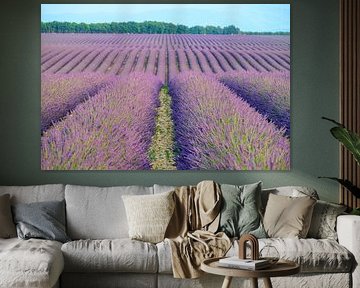 Blühender Lavendel in der Provence an einem Sommerabend von Sjoerd van der Wal Fotografie