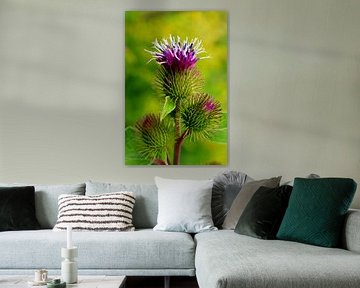 Burdock flowers in a field by Claude Laprise