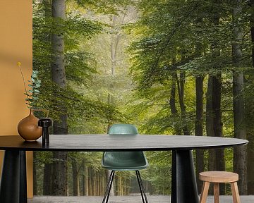 Neblige Waldallee in Hattem