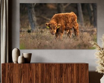 Schotse Hooglander Kalf: Natuur in Z’n Zachtste Vorm van Hevonax Photography