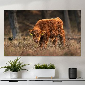 Schottisches Highlander-Kalb: Natur in ihrer sanftesten Form