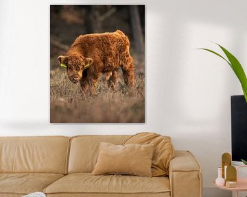 Schotse Hooglander Kalf: Natuur in Z’n Zachtste Vorm van Hevonax Photography