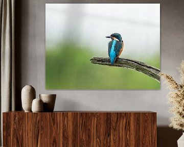 Der Eisvogel zeigt sich von seiner schönsten Seite von Simone Kuijpers