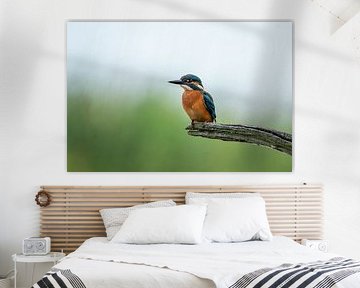 Eisvogel nach einem erfrischenden Bad von Simone Kuijpers