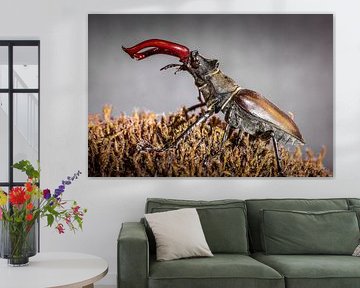 Stag beetle by Jürgen Schmittdiel Photography