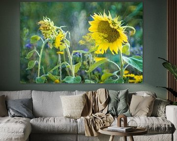 Sunflower conversations by Jürgen Schmittdiel Photography