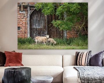 Schapen bij de oude Kottentor van Jürgen Schmittdiel Photography