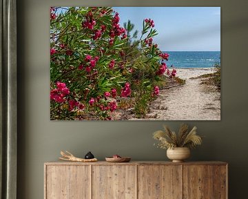 Lauriers-roses en fleurs sur la plage avec chemin de sable Corse île de France