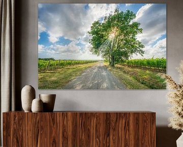 Toscaanse wijnroute en boom in de wijngaarden van Bolgheri van Stefano Orazzini