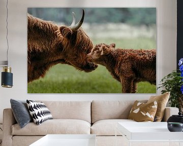 Intiem moment tussen Schotse hooglanders van Dave Adriaanse - Photography