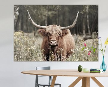 Majestueux Highlander écossais photographié dans la réserve naturelle de Stippelberg, à Deurne. Un spectacle intemporel de tranquillité et de beauté naturelle. sur Joyce van Dijk Fotografie