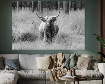 Majestueuze Scottish Highlander gefotografeerd in het natuurgebied Stippelberg, Deurne. Een tijdloze weergave van rust en natuurlijke schoonheid. van Joyce van Dijk Fotografie