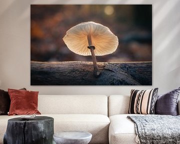 Magic mushroom by Mark Sluijmers
