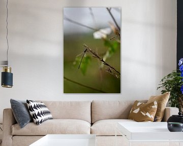 Libelle 1 von Kees Goethart