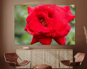 Rose rouge sur By Pure Nature Photography