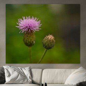 Canadese distel met knop