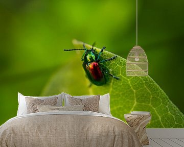 Dogbane beetle on Leaf Tip