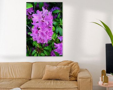 Rhododendron Beauty by Gisela Scheffbuch