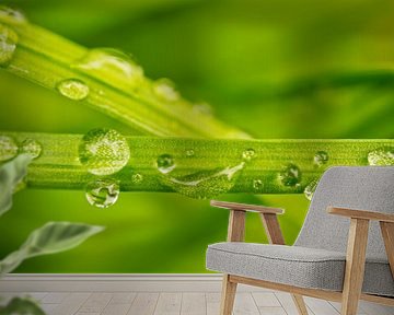 Waterdruppels op grassprieten I