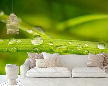 Waterdruppels op grassprieten III