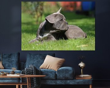 Bouledogue français