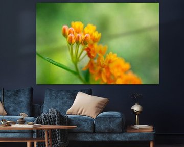 Orangefarbenes Schmetterlings-Seidenkraut-Landschaftsmakro