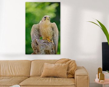 Lanner Falcon by Quirina Kamoen