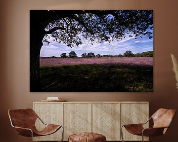 Frisian Heathland in full bloom. by Brian Morgan