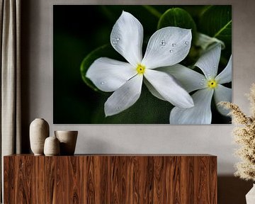 Two white flowers pearled with fresh dew