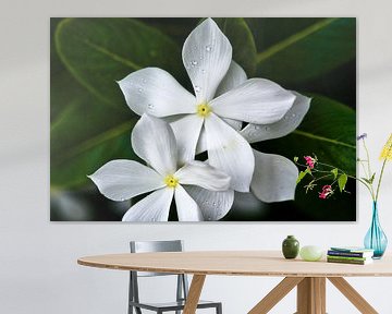 Radiant purity of white tropical flowers