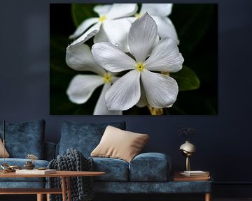 White tropical flowers with perfect petals