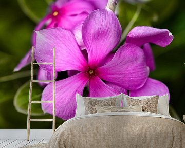 Delicate roze tropische bloemen met levendige bloemblaadjes van Frank Photos