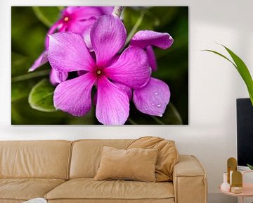 Delicate pink tropical flowers with vibrant petals
