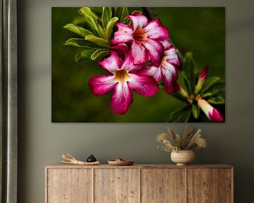 The natural beauty of a tropical flower in Thailand by Frank Photos
