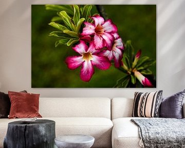 Floral splendour in a tropical garden